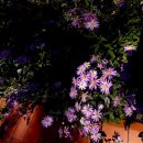 251017(금) 이화크리스마스 콘서트 합창 연습(7)+경희궁+서울역사박물관 돌아보기 이미지