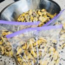 국내산 자숙피홍합 10kg 후기, 자숙홍합으로 홍합미역국과 토마토스튜 만들기