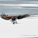 오리사냥 이미지