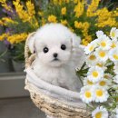 스타일독 | 왕길동강아지분양 드림독인천 에서 사랑스러운 가족을 만나보세요