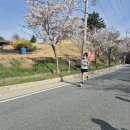 2025 대청호 벚꽃길 마라톤 10km 완주 후기 ( 38분 12초 )