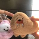 뽑고 더블로 가 이미지