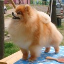 헬리우스 Daum카페