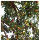 당산농장 이미지