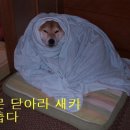 웃자