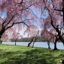 Blossom for you 이미지