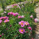 야생화정원펜션민박 이미지