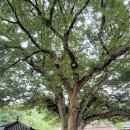 도곡리 마을회관 이미지