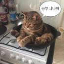 달달하이