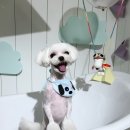 헬로우프리티 이미지