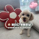 뷰티나개 예쁜냥 | 부평애견미용｜뷰티나개예쁜냥 말티푸 인천애견미용 잘하는 곳 추천 !(가위컷)