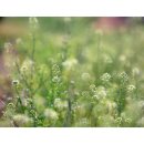 아침들녘 이미지