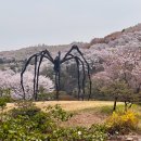동창카서비스 | 용인 호암미술관 김윤신 전시 후기ㅣ벚꽃 절정에 다녀온 봄 나들이 + 사전예약·주차비 총정리
