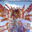 킹스대게(도청점) 이미지