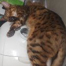 미쵸미쵸 이미지