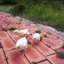 오룡농장 이미지