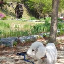 상희독스 아카데미 이미지