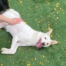 플레이독 애견유치원 이미지