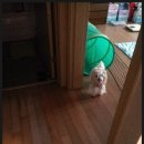 여우야PC 이미지