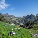 울릉도식품 이미지