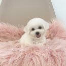 야옹아 멍멍해봐(조례호수점) 이미지