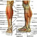 장딴지 근육 길러야 하는 이유 이미지