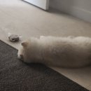 평원애견 이미지