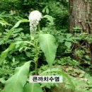 산야초 이미지