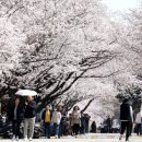 2023 대청호 벚꽃축제 일정과 근처 여행지 이미지