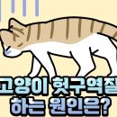 183. 고양이 헛구역질 하는 원인! 이미지