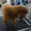이쁘개 해줄개 네이버블로그