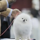 화이트 링고폼 | 화이트포메라니안 성견 모습 │ 포메분양 전 꼭 확인하세요