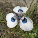 아리스타타 이미지