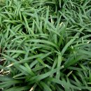 소엽맥문동 [dwarf lilyturf, 오피포곤 자포니쿠스 (Ophiopogon japonicus)] 이미지