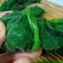 호박잎효능 삶는법 호박잎 칼로리 이미지