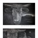 제주 흑우 이미지