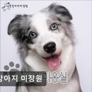똥강아지 애견샵 | (평택, 강아지, 고양이, 애견미용, 추천!) 똥강아지 미장원 평택 애견미용 추천! 신뢰할 수 있는 곳