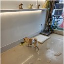 뽀삐애견 이미지