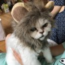 레레 이미지