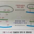 시스테인 잔기, 자유 SH기가 뭘까요? 이미지