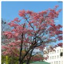 순천매산여자고등학교 이미지