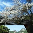봄나들이 갈만한 곳 - 벗꽃 유명한 곳(전국 대표적인 벚꽃축제) 이미지