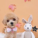 복이네 애견 미용 이미지