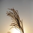 하늘공원 이미지