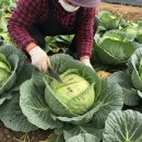 밤두둑농장 | 양배추 키우기 모종 심는 시기와 실패 없는 텃밭 재배 관리법