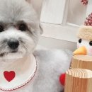 써니애견 미용실 이미지