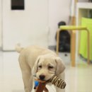 미소동물병원 이미지