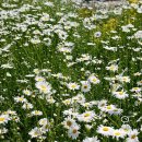 구리(일산) 이미지