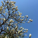 슬로우잇다운 | [홍성]브런치맛집 &lt;슬로우잇다운 &gt; 뇨끼 넘 맛있어요.