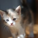 꽃냥이네 이미지